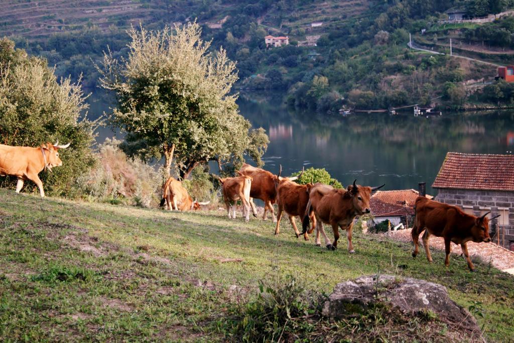 Quinta Das Quintas & Spa Baião Dış mekan fotoğraf