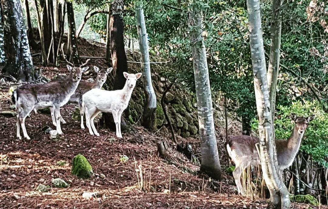 Quinta Das Quintas & Spa Baião Dış mekan fotoğraf